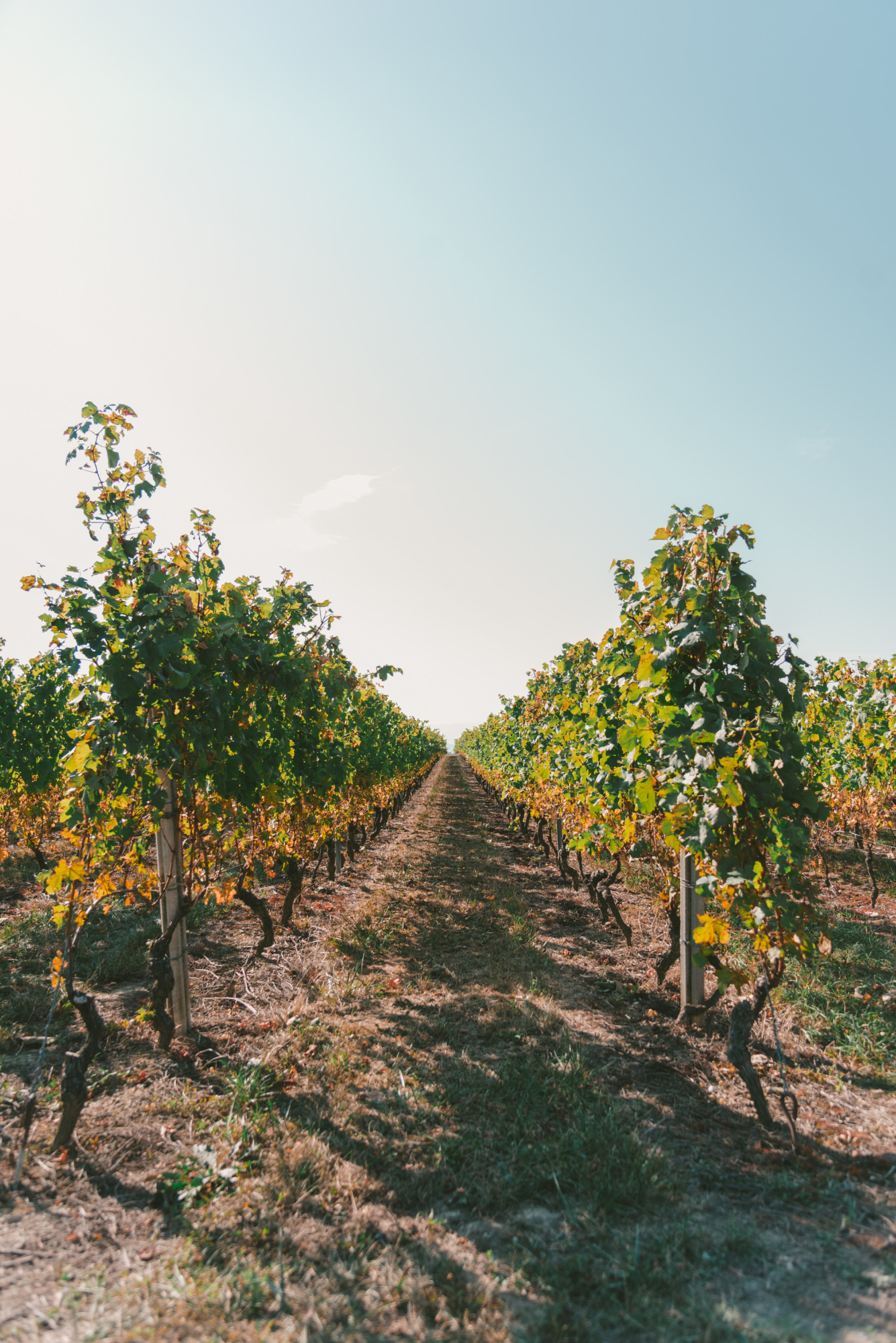 10161 Visite d'un domaine viticole dans le Médoc