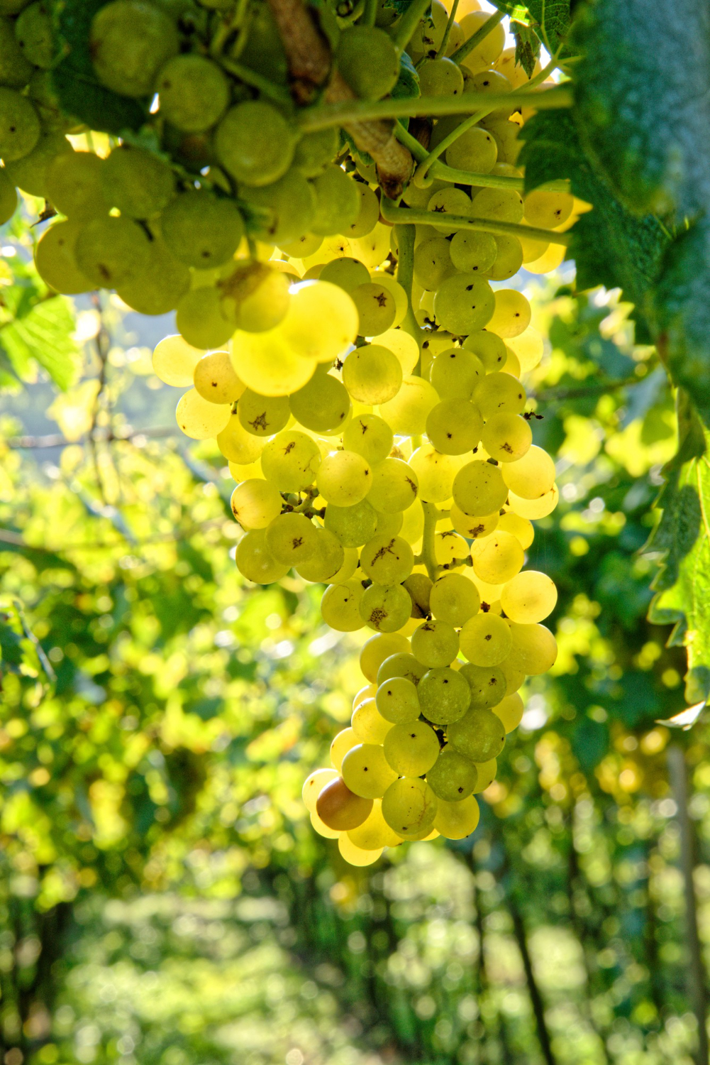 Visite d'un domaine viticole dans le Médoc