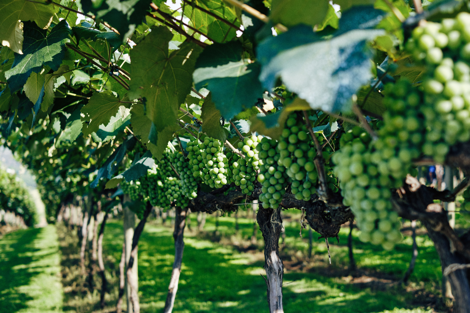Vignoble au cœur du Médoc