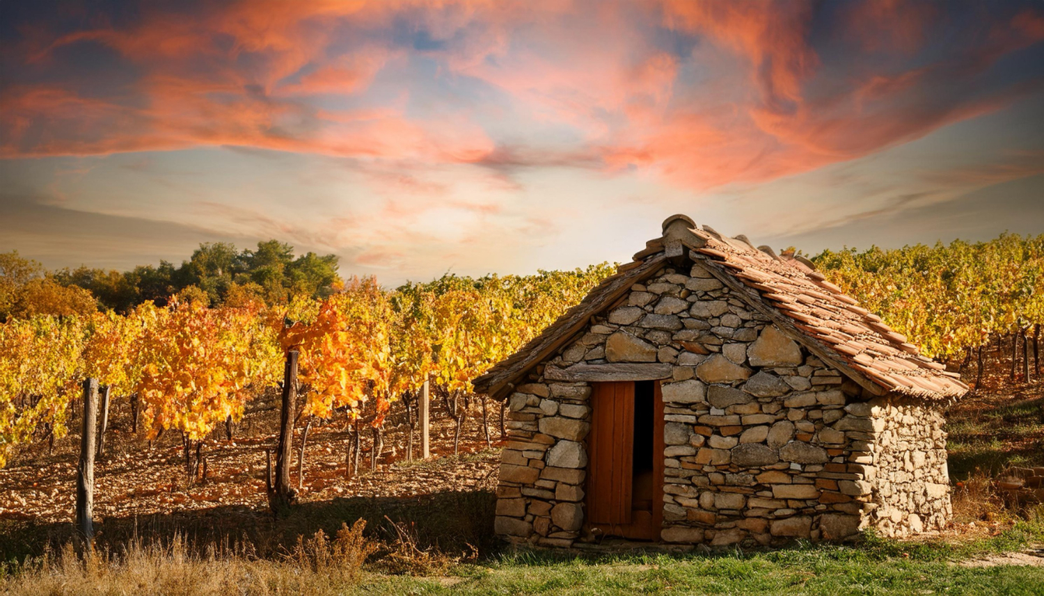 Visite d'un Domaine Viticole