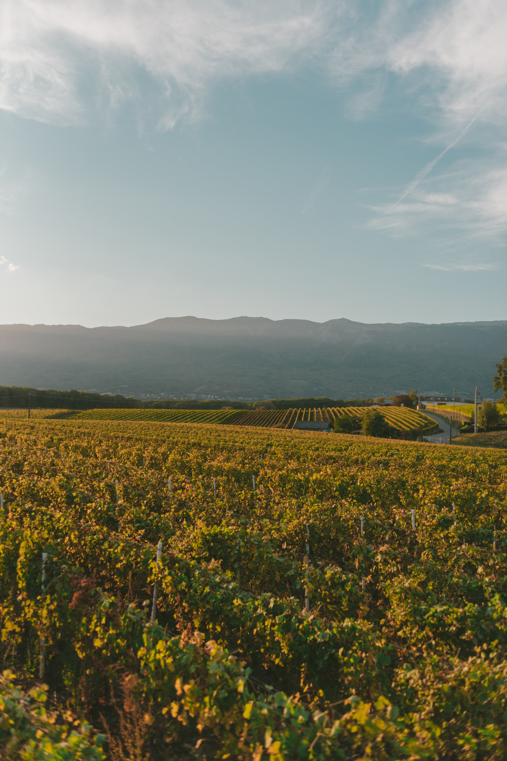 propriete-viticole Propriété viticole dans le Médoc : Château Tayac